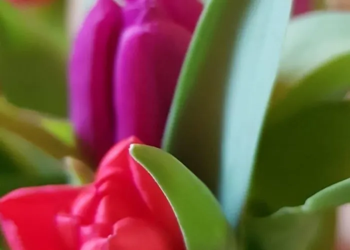 Domaine De La Petite Tour 게스트하우스